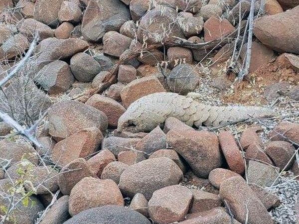 Namibia wildlife vacation, rare desert mammals