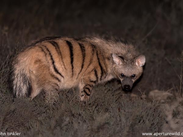 Namibia wildlife vacation, rare desert mammals