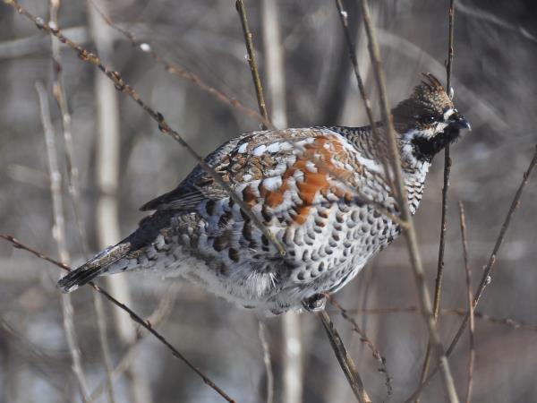 Russia wildlife vacation in Lazovsky Nature Reserve