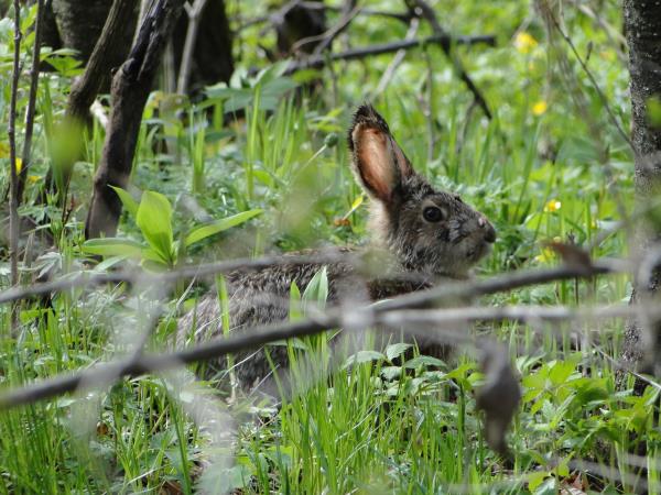 Russia wildlife vacation in Lazovsky Nature Reserve