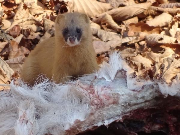 Russia wildlife vacation in Lazovsky Nature Reserve