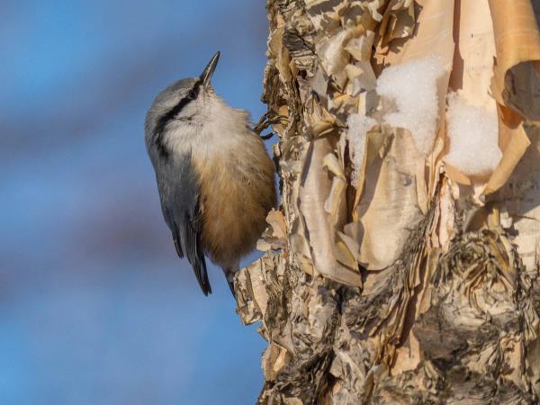 Russia wildlife vacation in Lazovsky Nature Reserve