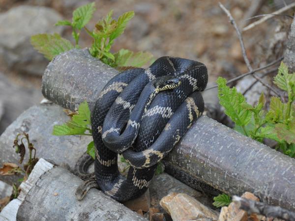 Russia wildlife vacation in Lazovsky Nature Reserve