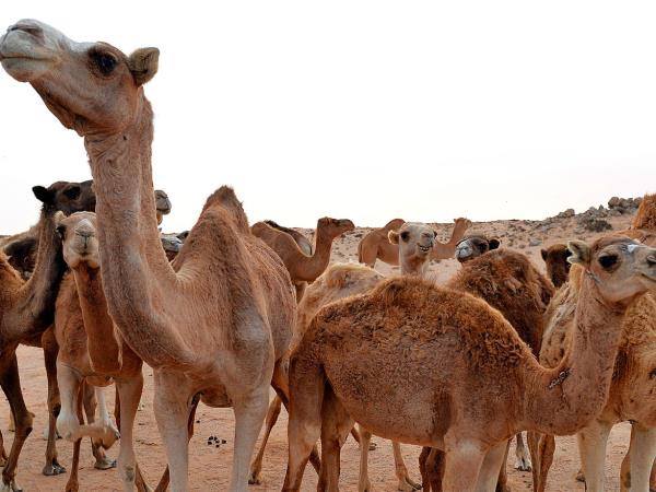 Mauritania vacation, desert adventure