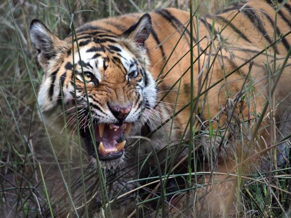 India tiger safari in Corbett NP