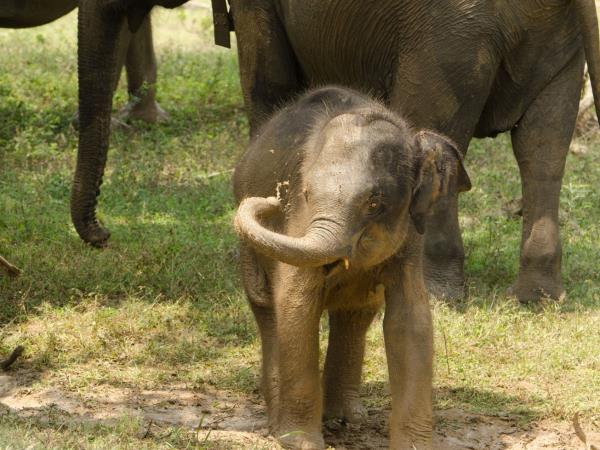 India tiger safari in Corbett NP