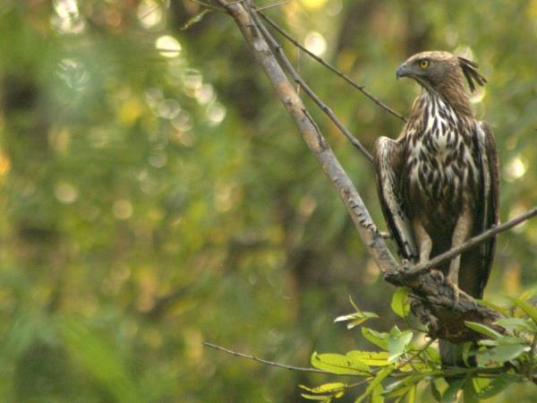 India tiger safari in Corbett NP