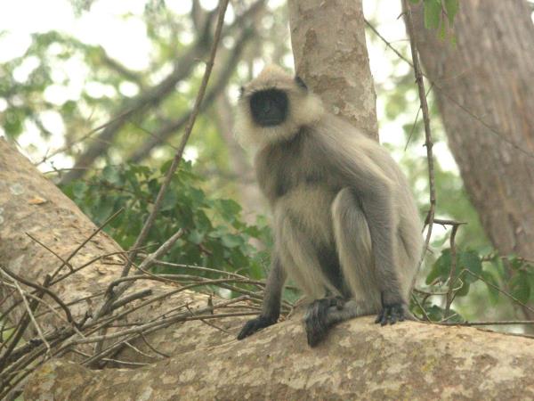 India tiger safari in Corbett NP