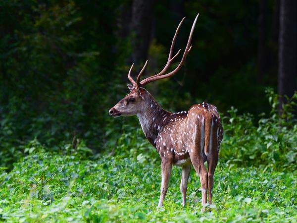 India tiger safari in Corbett NP