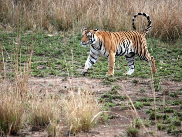 India tiger safari in Corbett NP