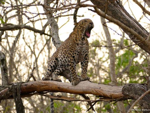 India tiger safari in Corbett NP