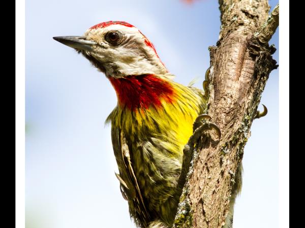 Cuba birdwatching tour