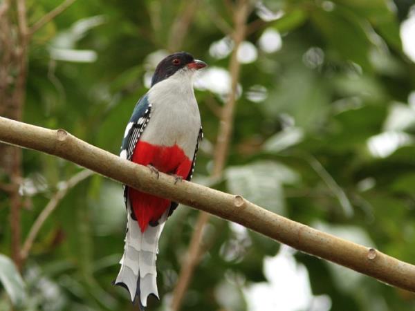 Cuba birdwatching tour