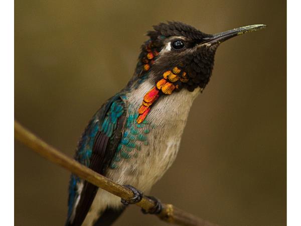 Cuba birdwatching tour