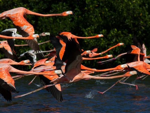 Cuba birdwatching tour