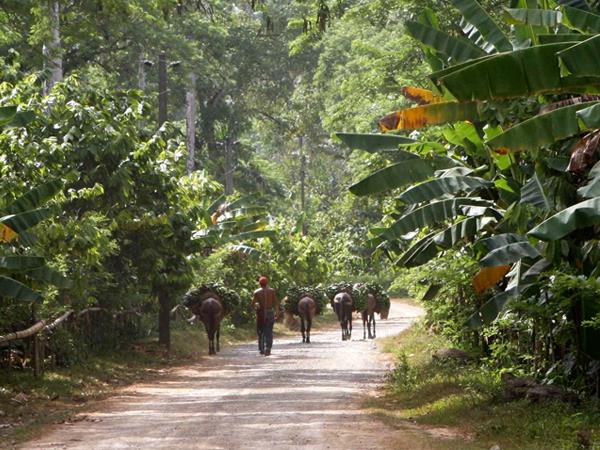 Cuba birdwatching tour