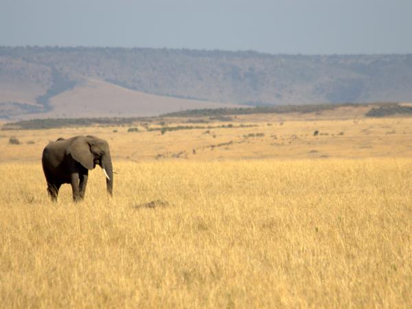 Kenya private wildlife safari