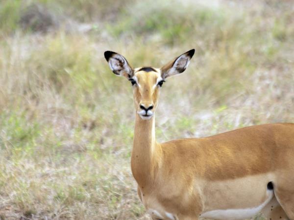 Kenya private wildlife safari