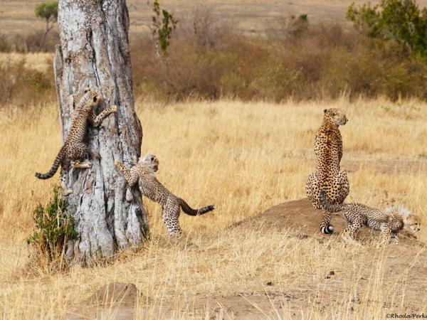 Kenya private wildlife safari