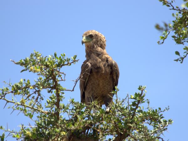 Kenya private wildlife safari