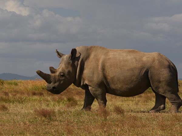 Kenya private wildlife safari