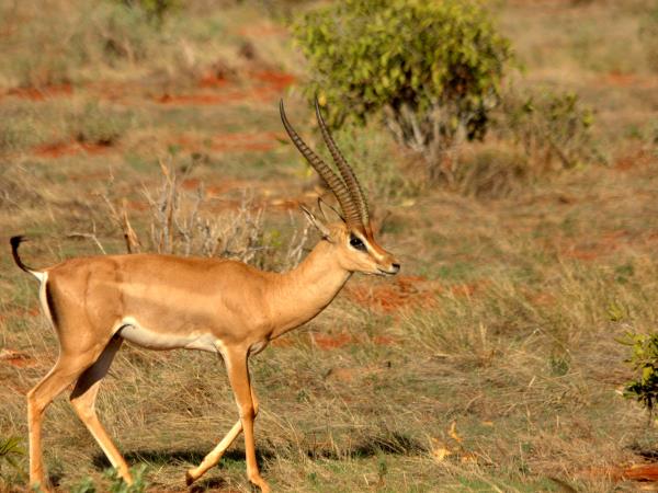 Kenya private wildlife safari