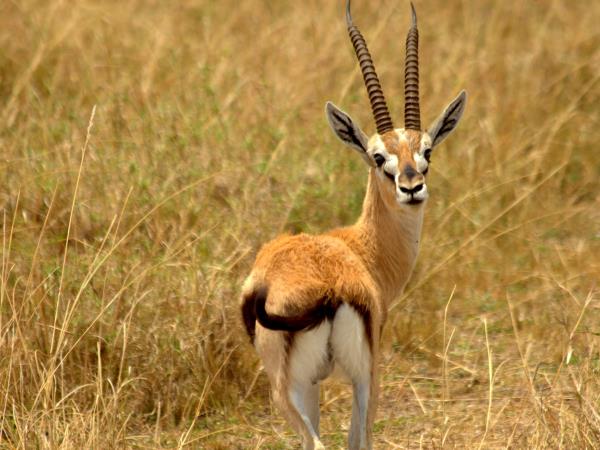 Kenya private wildlife safari