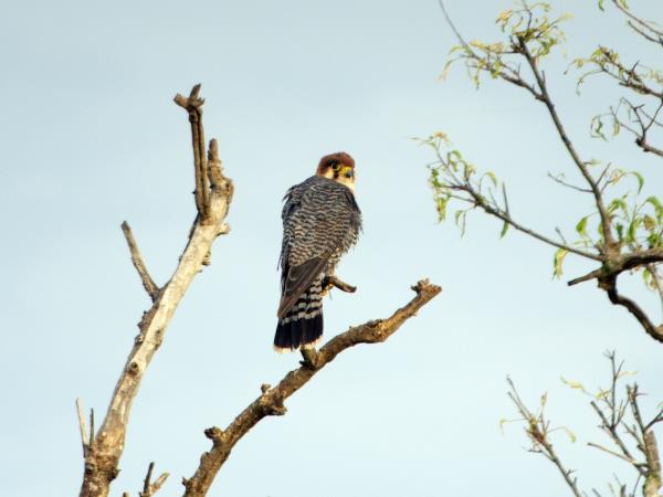 Kenya Tsavo & Amboseli safari vacation