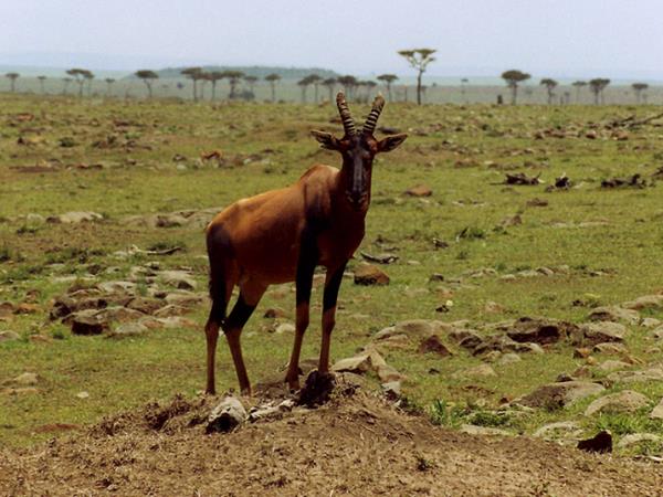 Kenya Tsavo & Amboseli safari vacation