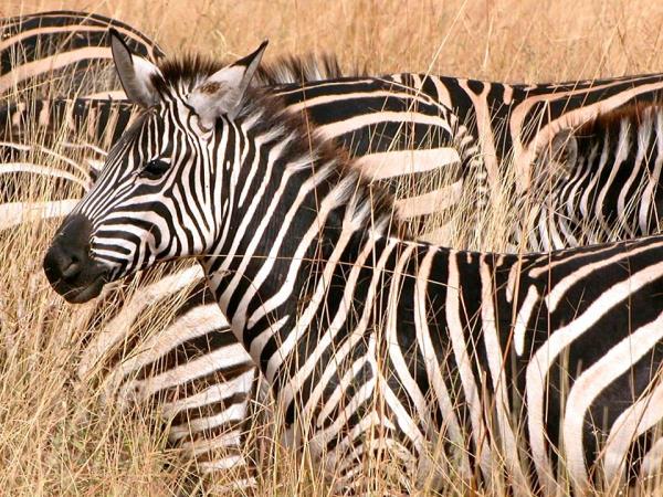 Kenya Tsavo & Amboseli safari vacation