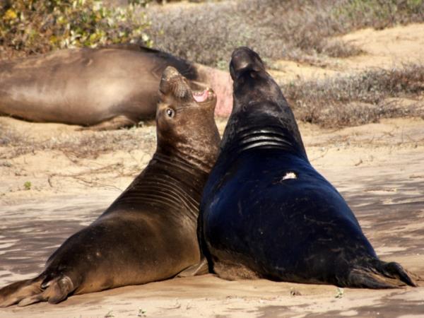 Argentina whale watching tour