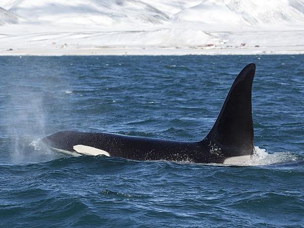 Argentina whale watching tour