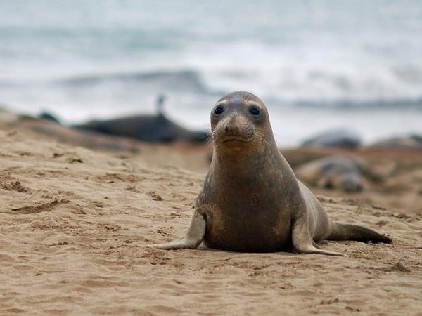 Argentina whale watching tour