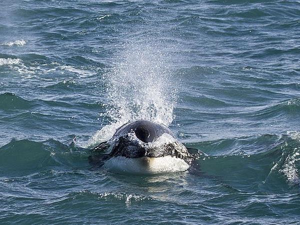 Argentina whale watching tour