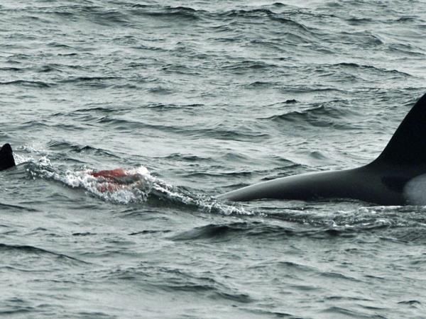 Argentina whale watching tour