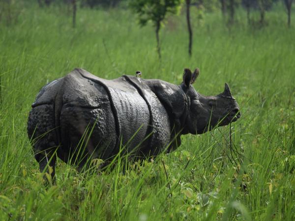 Wildlife vacation in North East India