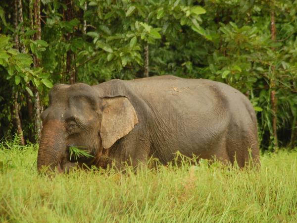 Wildlife vacation in North East India