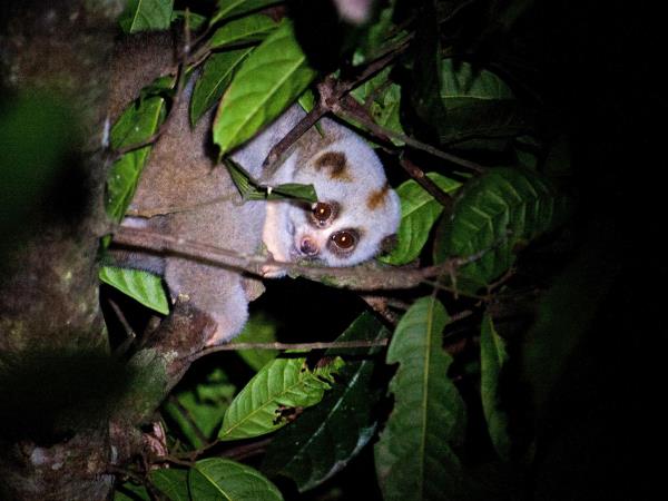Wildlife vacation in North East India