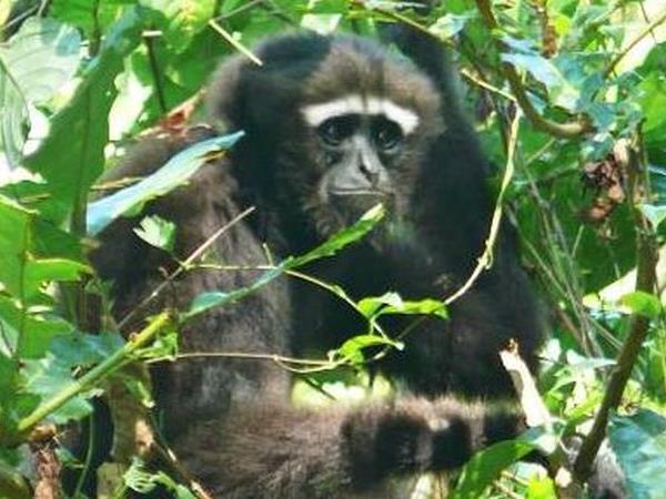 Wildlife vacation in North East India