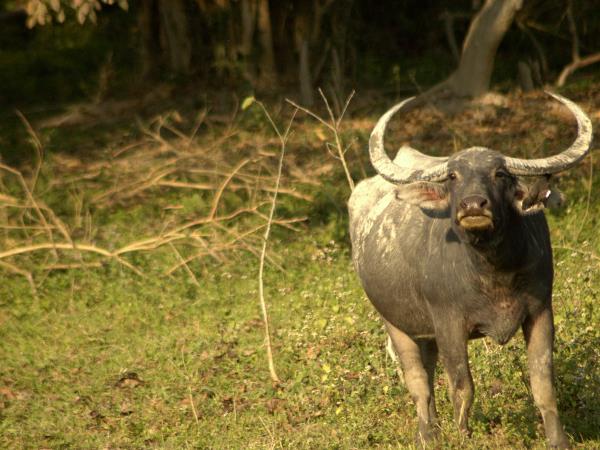 Wildlife vacation in North East India