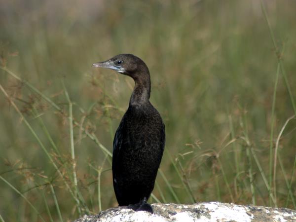 Wildlife vacation in North East India