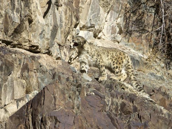 Ladakh wildlife vacation in India