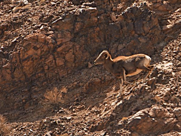 Ladakh wildlife vacation in India