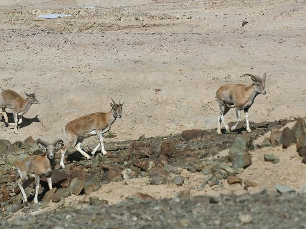 Ladakh wildlife vacation in India