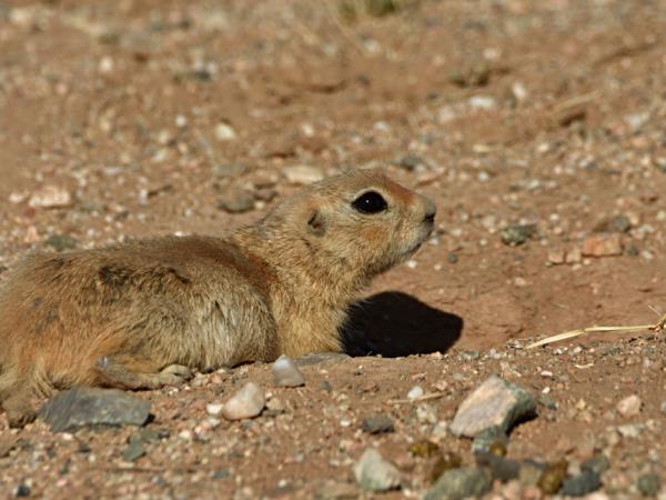 Ladakh wildlife vacation in India