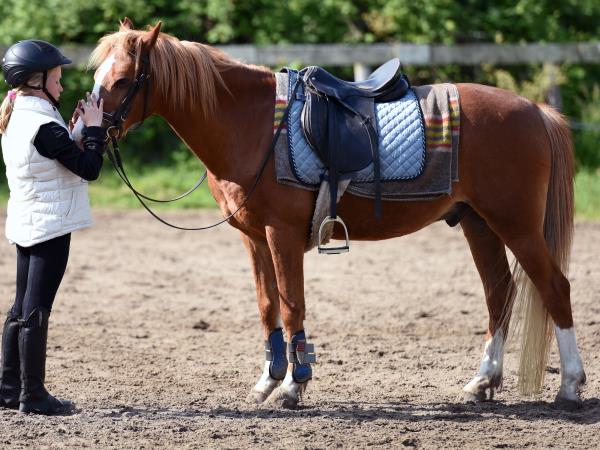 Volunteer with horses in Portugal