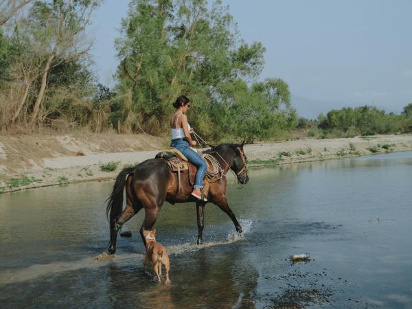 Volunteer with horses in Portugal