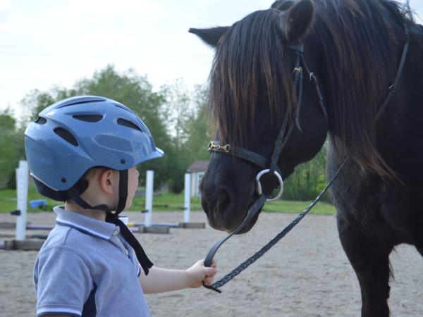 Volunteer with horses in Portugal