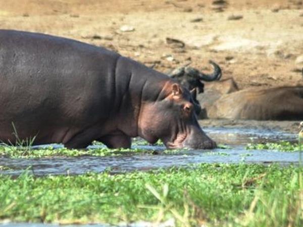 Kenya wildlife tour, in depth