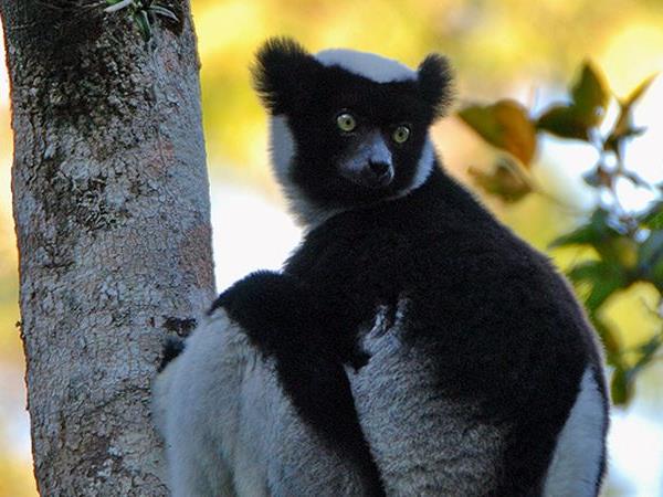 Madagascar 2 week wildlife vacation